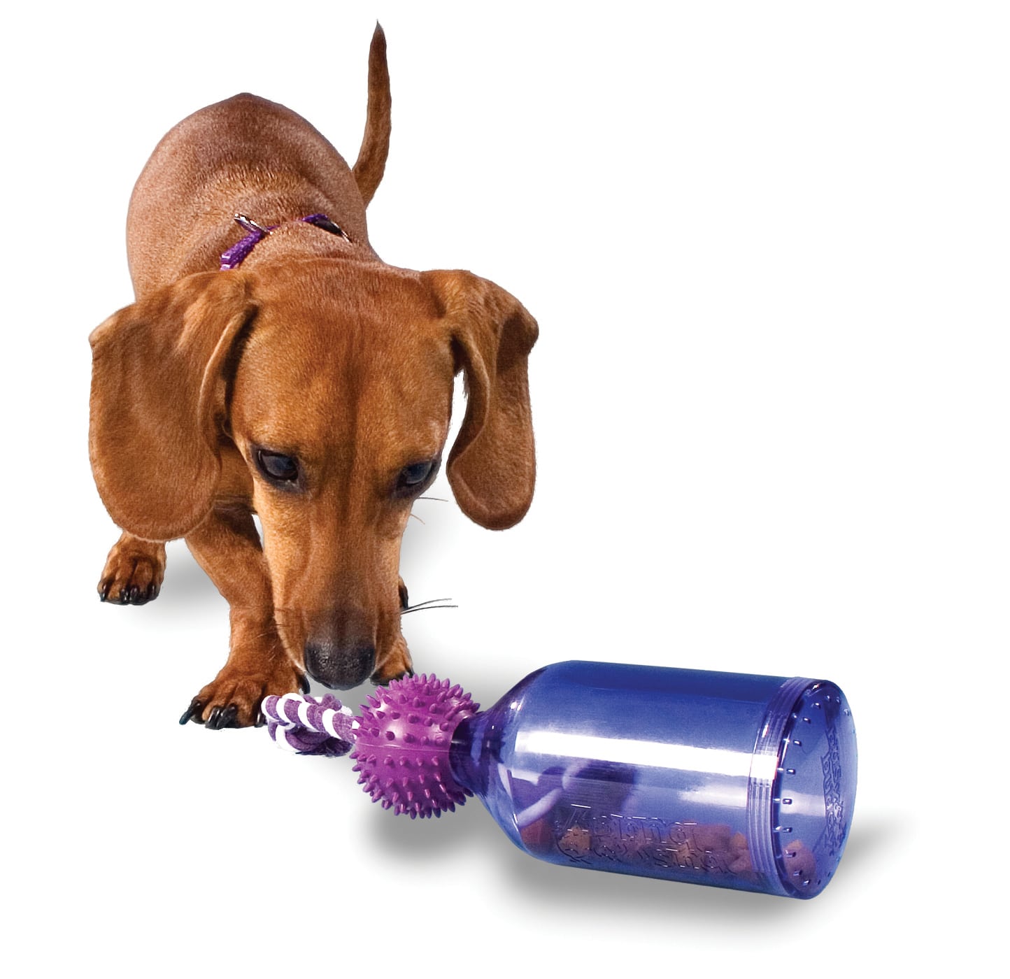 https://www.onesmileymonkey.com/wp-content/uploads/2019/01/3-Must-Have-Toys-to-Keep-your-Dog-Busy2.jpg