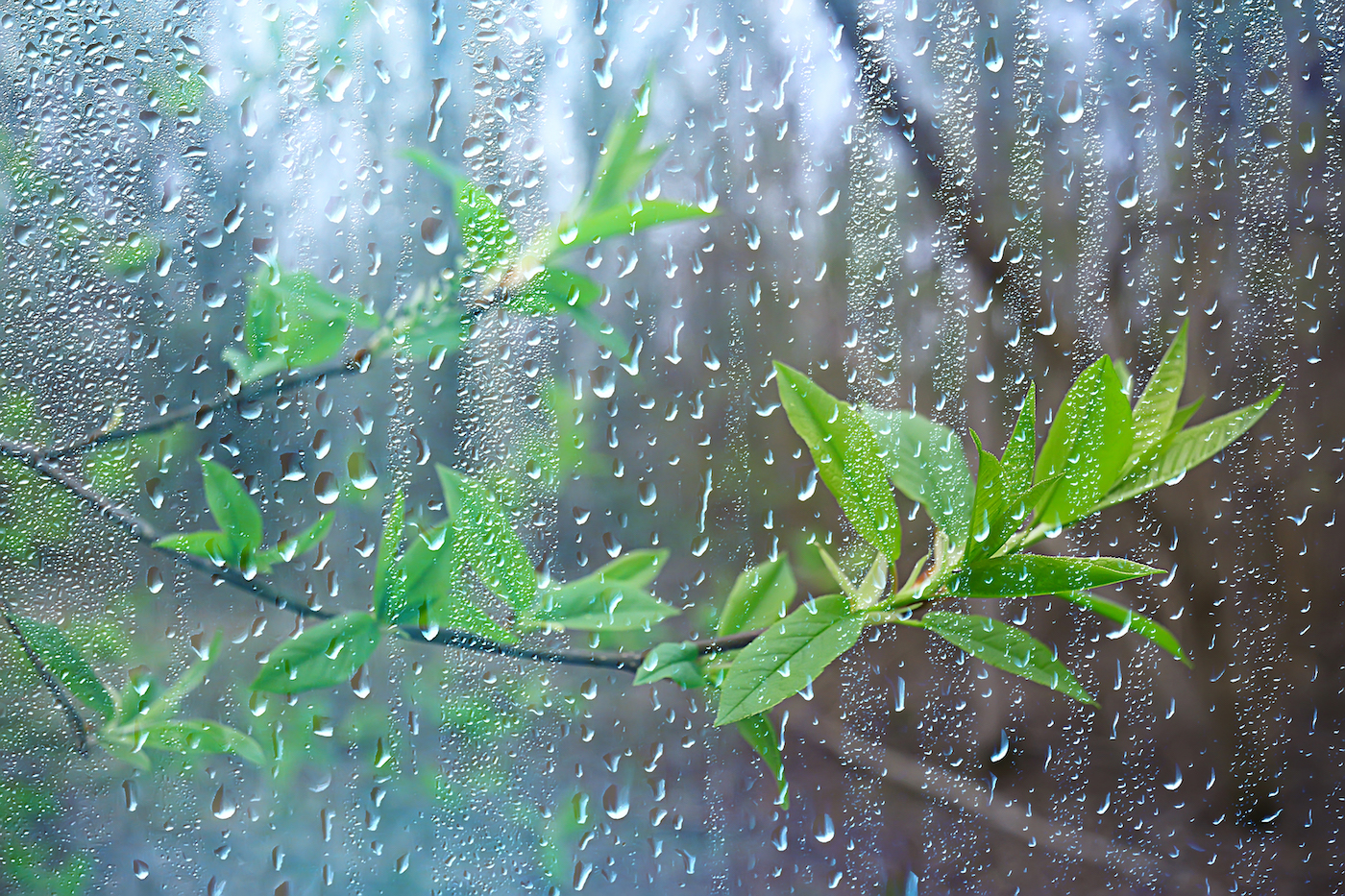 What Is The Earthy Smell After Rain Called OneSmileyMonkey